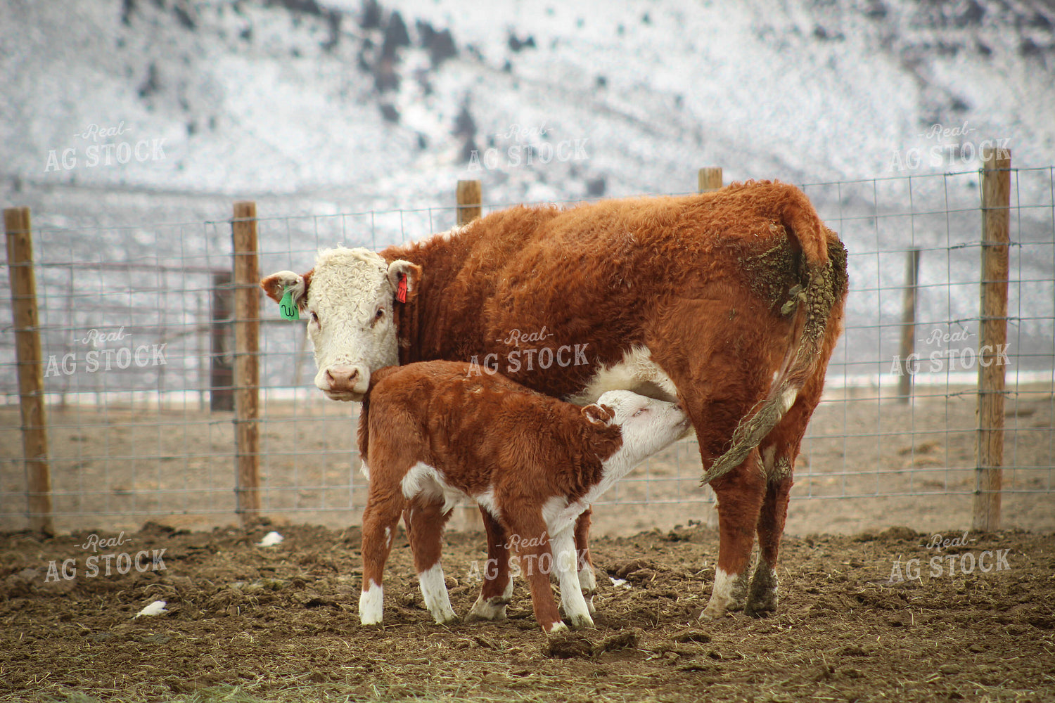 Hereford Cow and Calf Pair 78089