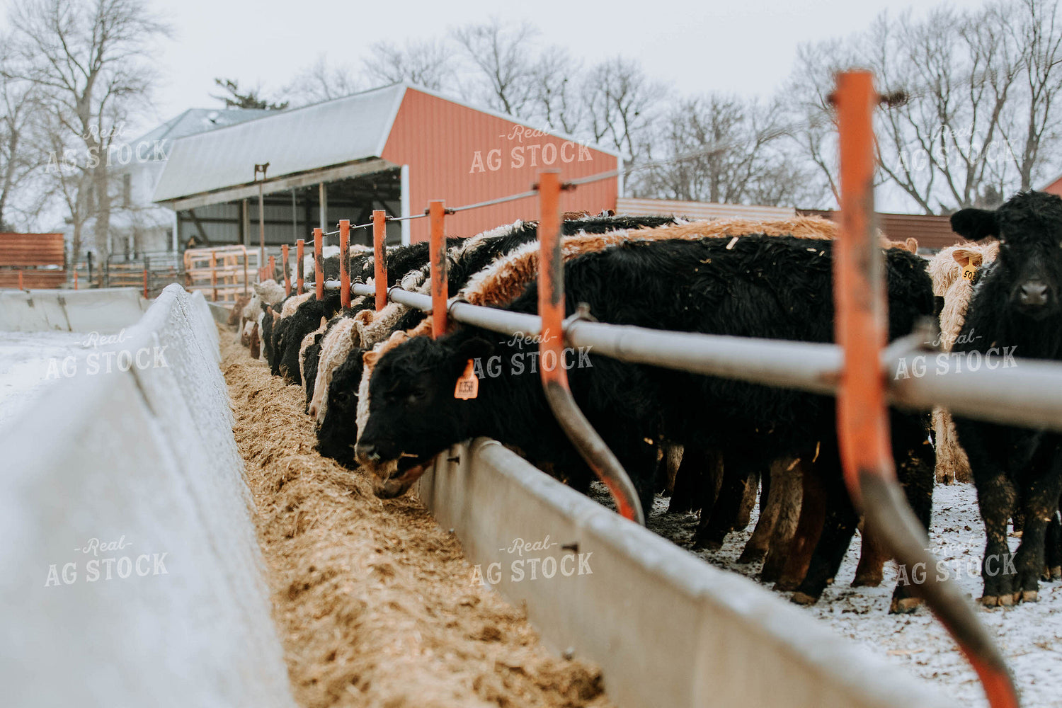 Cattle Eating out of Trough 77151