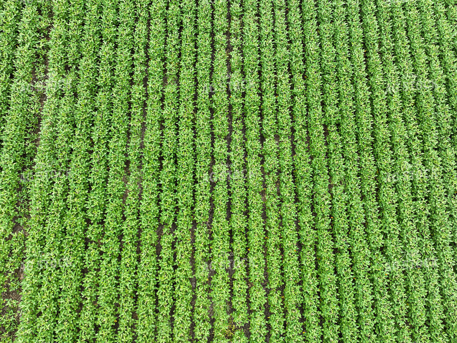 Overhead of Soybean Field 52636