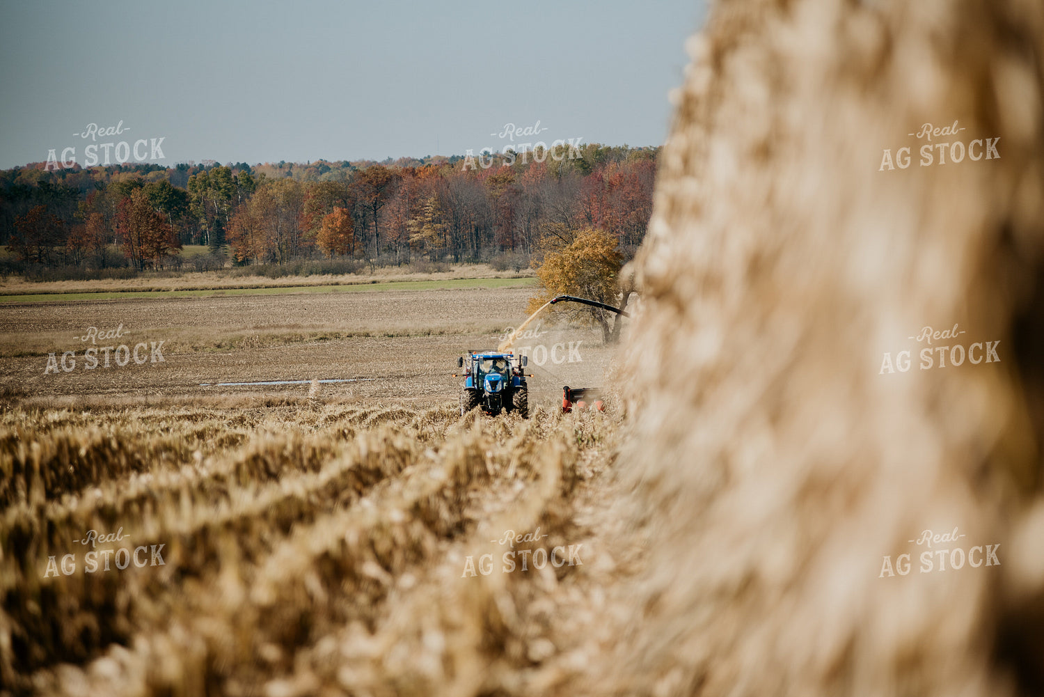 Silage Harvest 118007