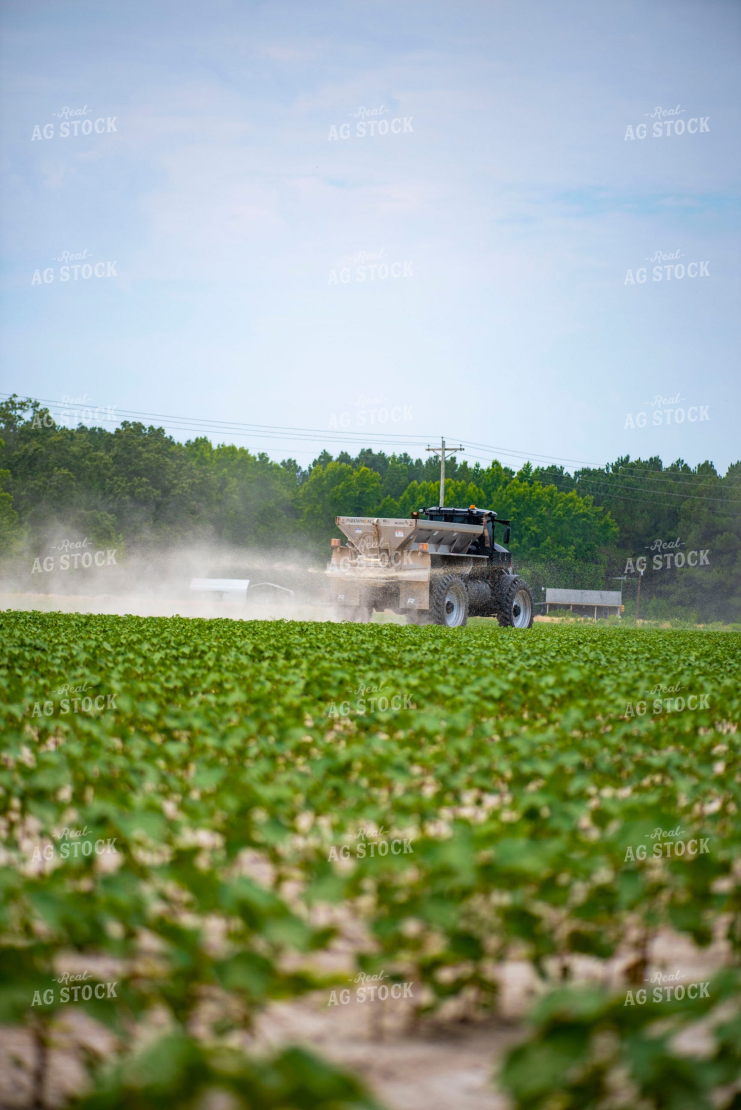 Spreading Dry Fertilizer in Cotton Field 136221