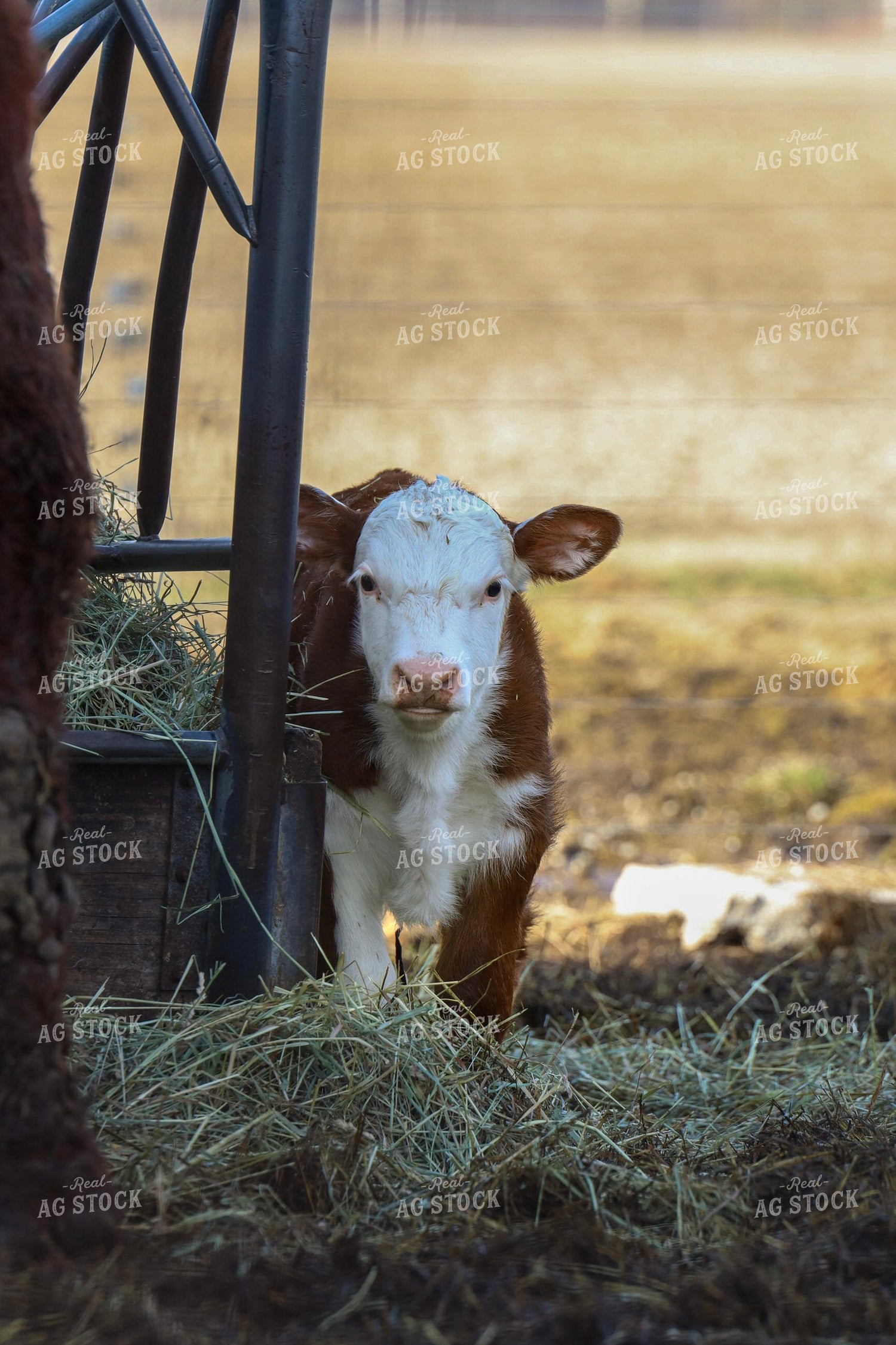 Hereford Calf in Farmyard 109050