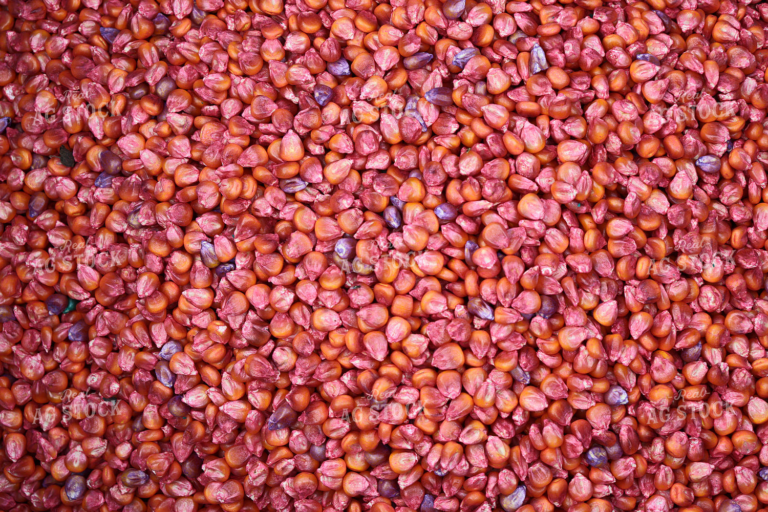 Treated Corn Seeds 187032