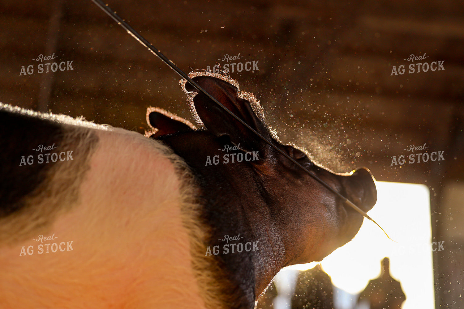 Showing Pigs 116019