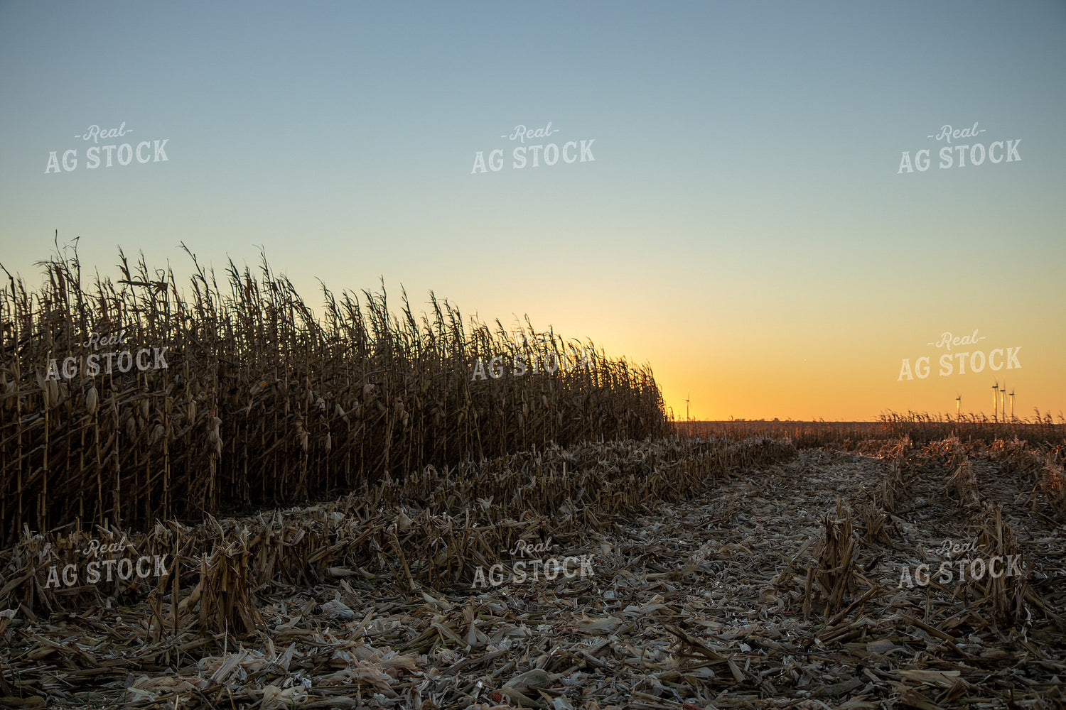 Dried Corn Field at Sunset 67220