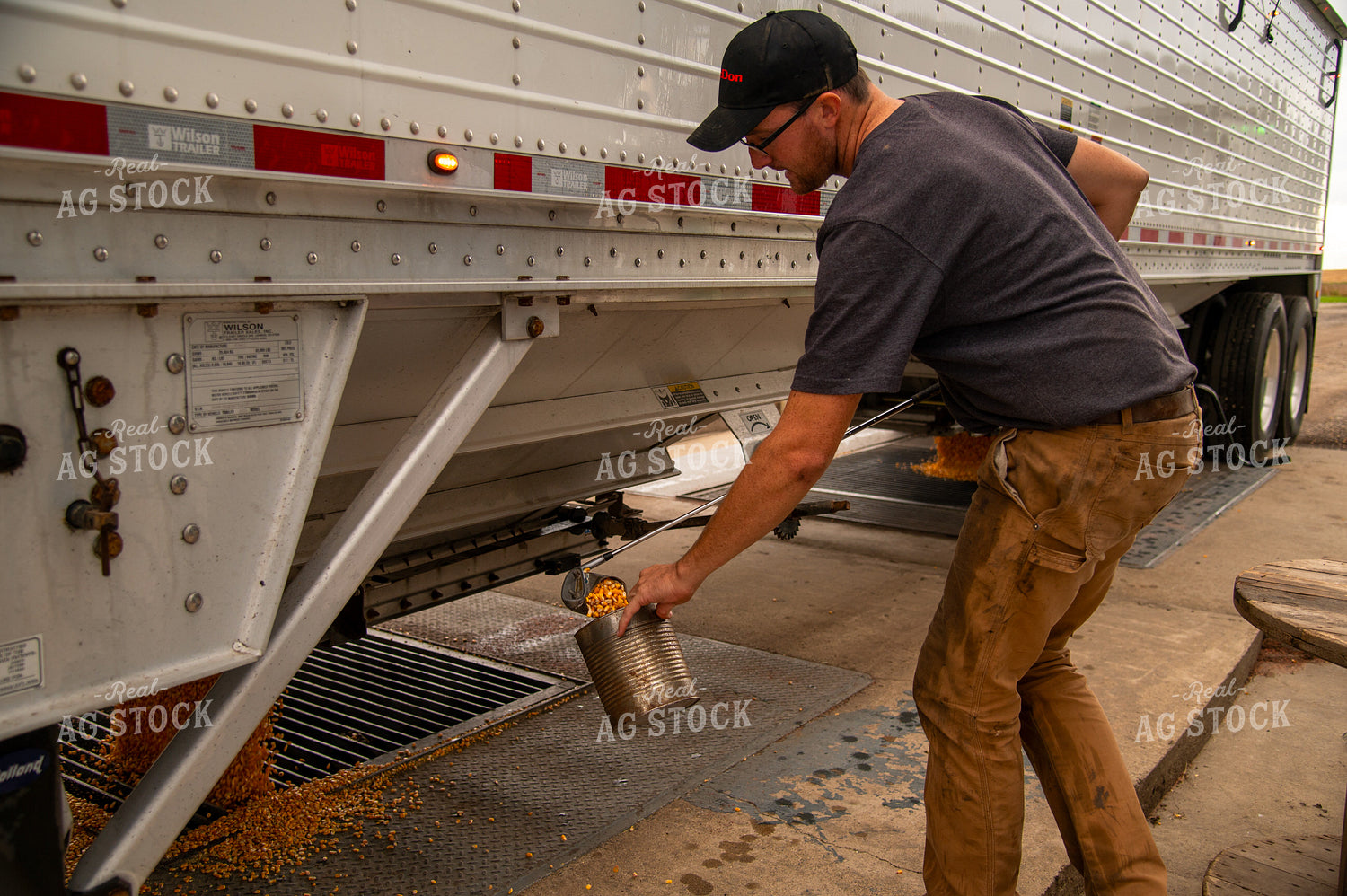 Farmer Collecting Corn to Test Moisture from Hopper Bottom Semitruck Unloading into On-farm Storage Pit 25543