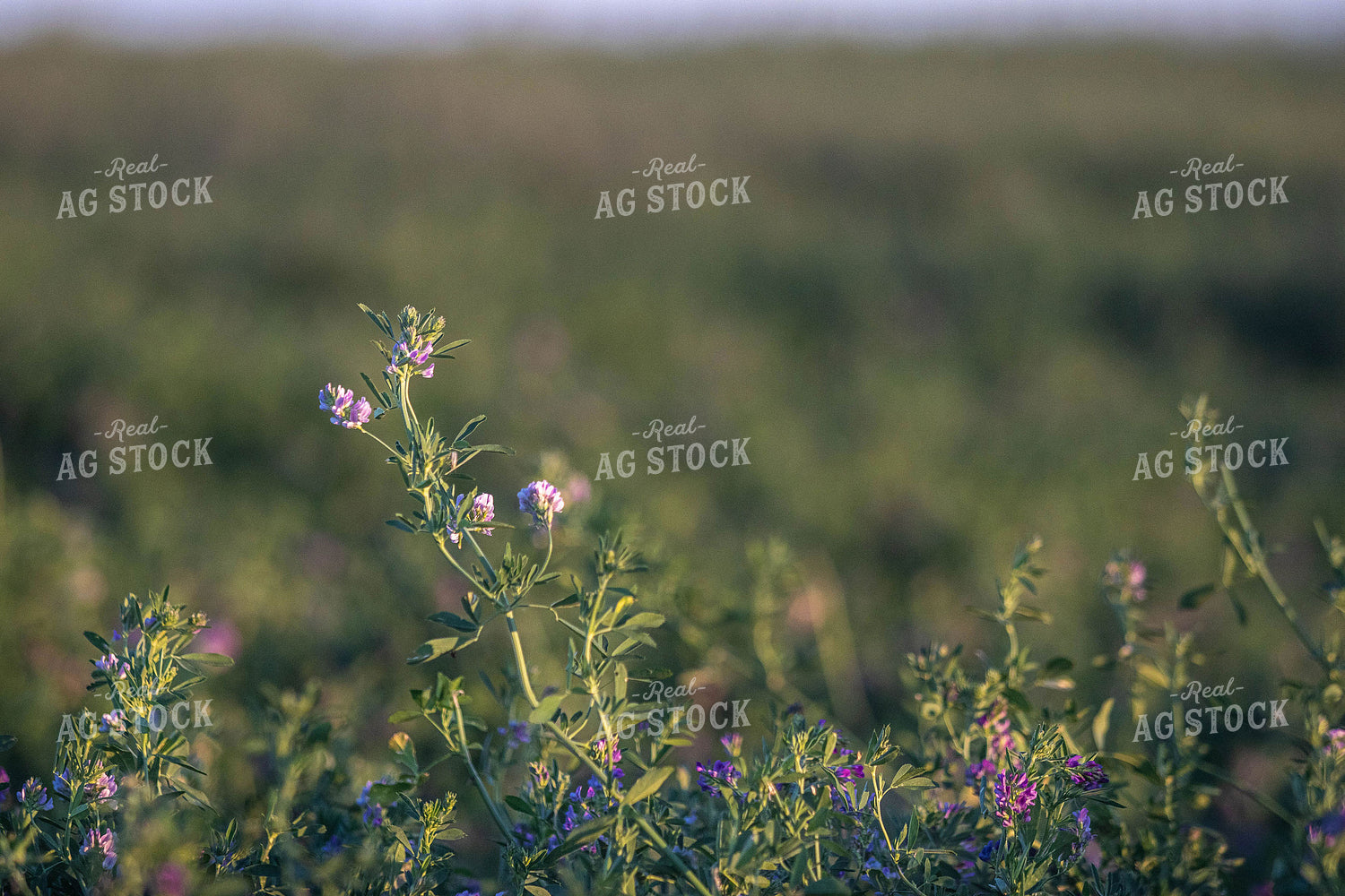 Alfalfa Plant 72063