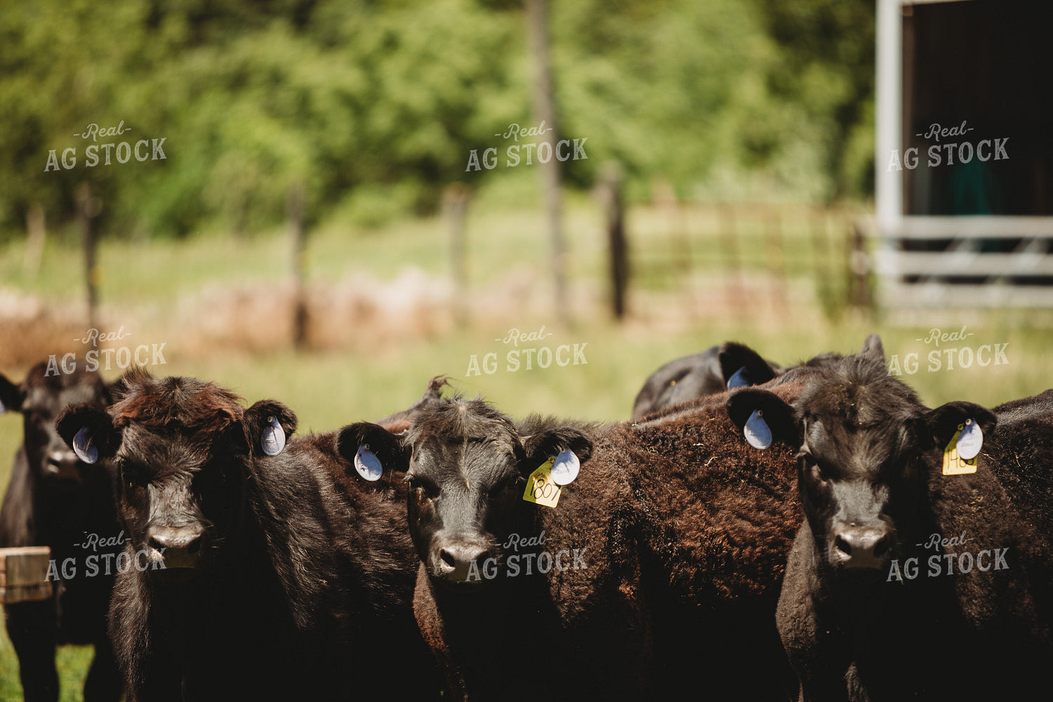 Angus Cattle in Pasture 5786