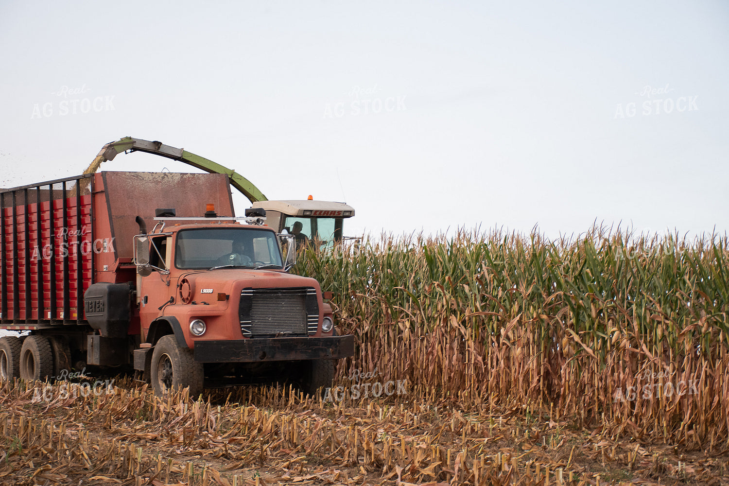 Silage Harvest 50251