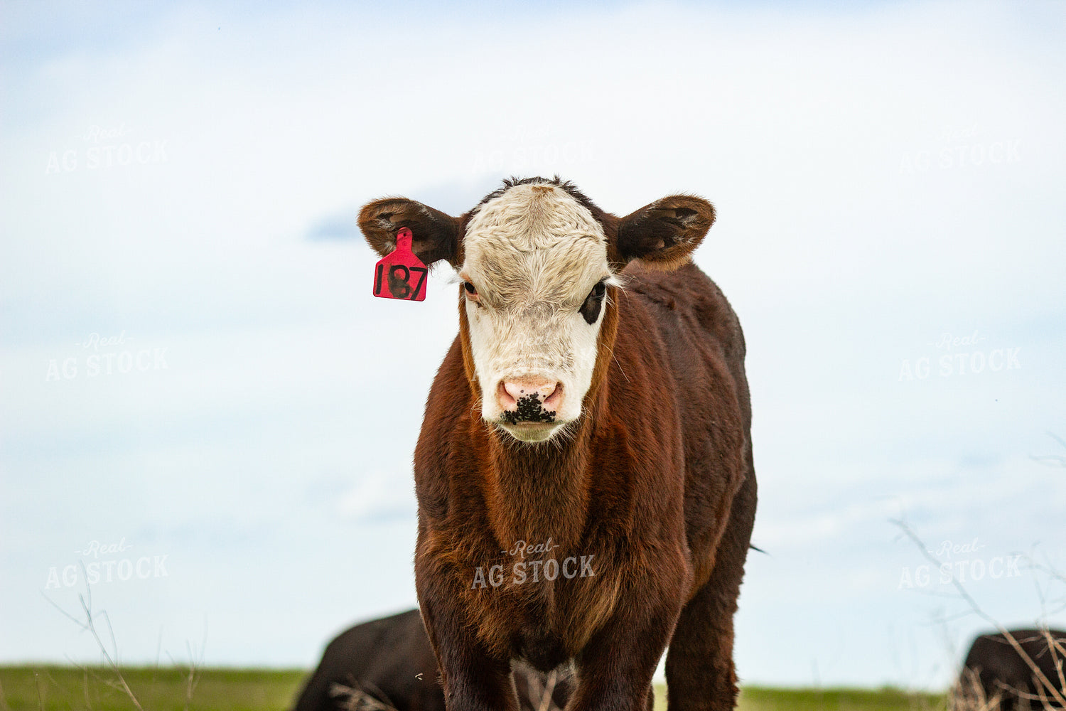 Angus Cross Calf 155221