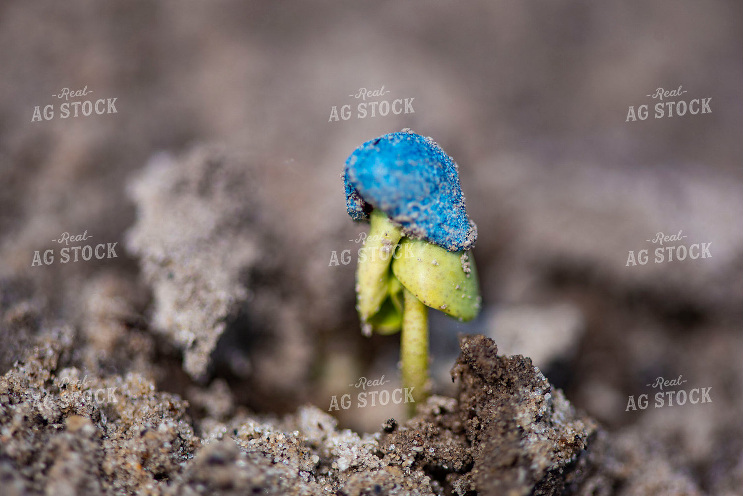 Cotton Seedling Emerges from Ground with Seed Coat Remaining 136040