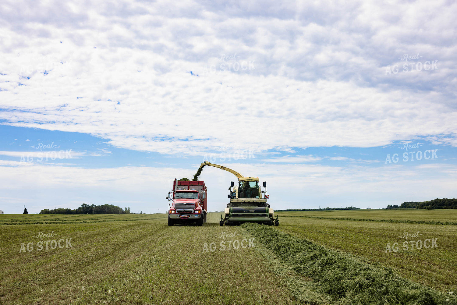 Harvesting Hay Silage 152442