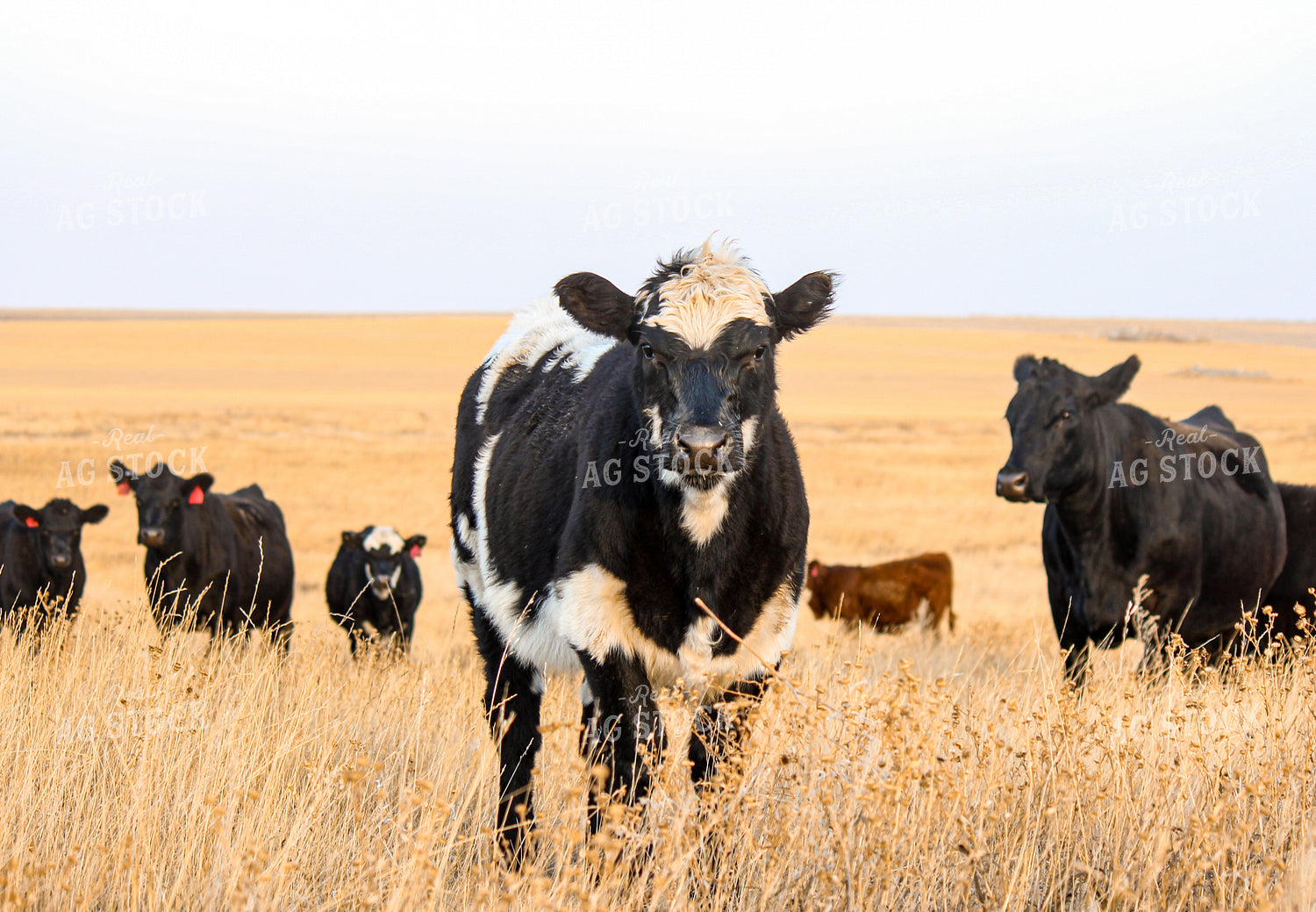 Black Baldy Cattle 155005
