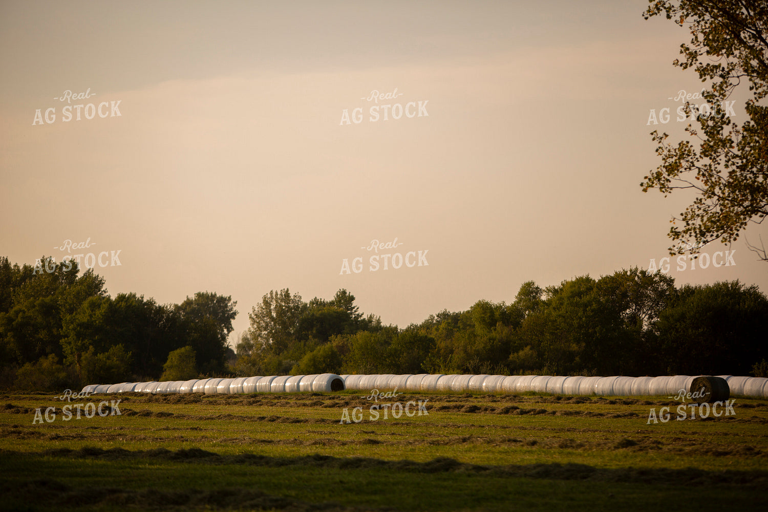 Hay Field with Wrapped Hay Bales 5492