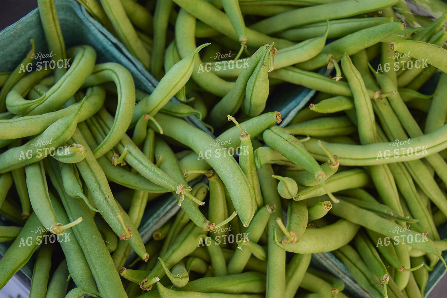 Green Beans 106018