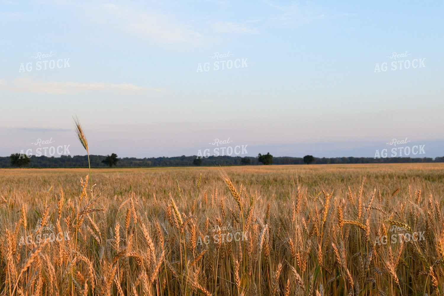 Oats 191184