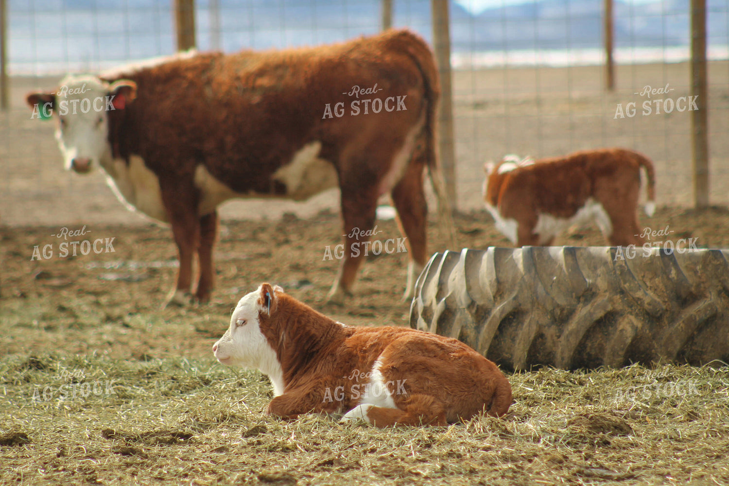 Hereford Cow and Calf Pair 78086
