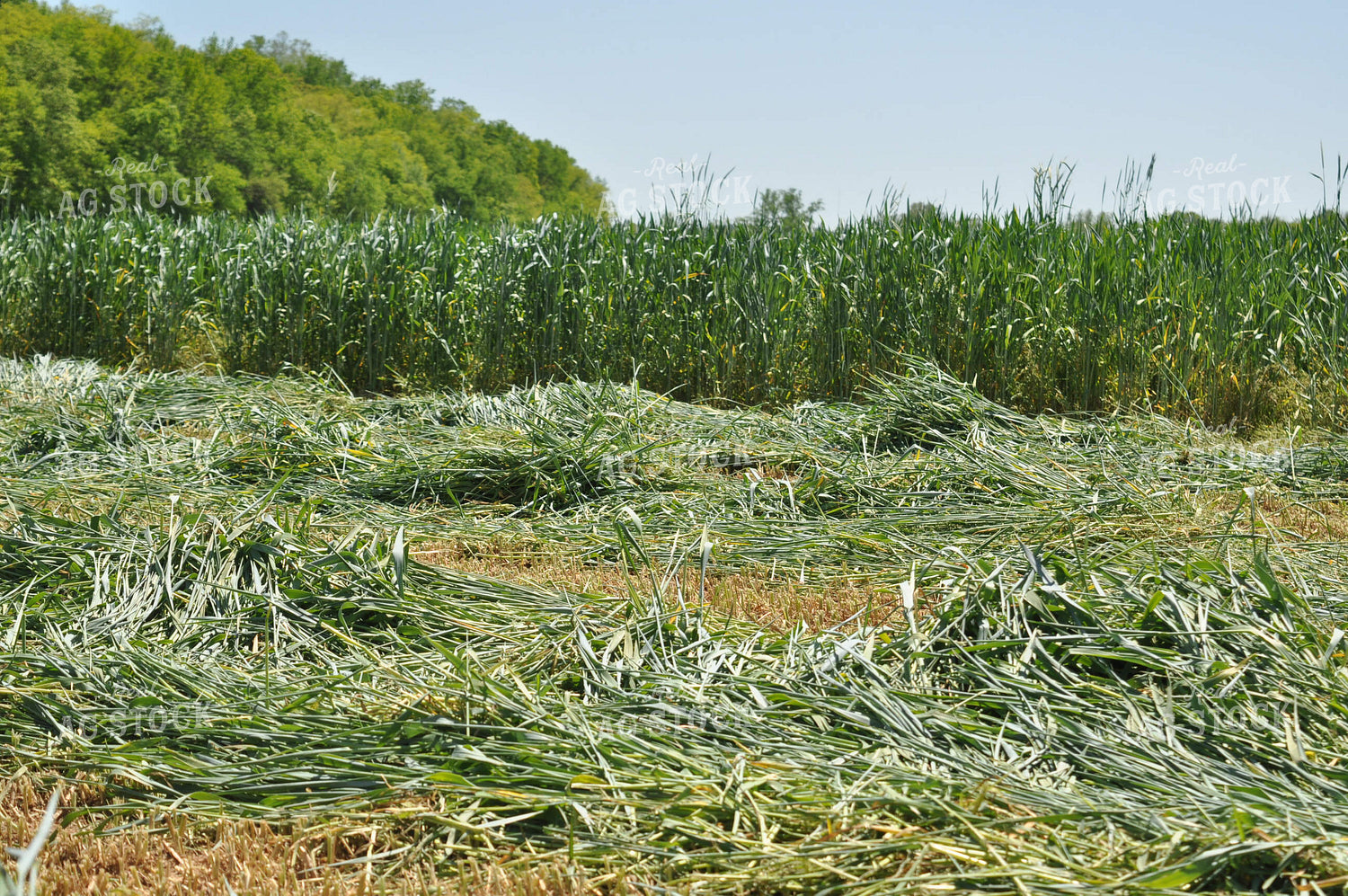Triticale Wet Baling Forage 125026