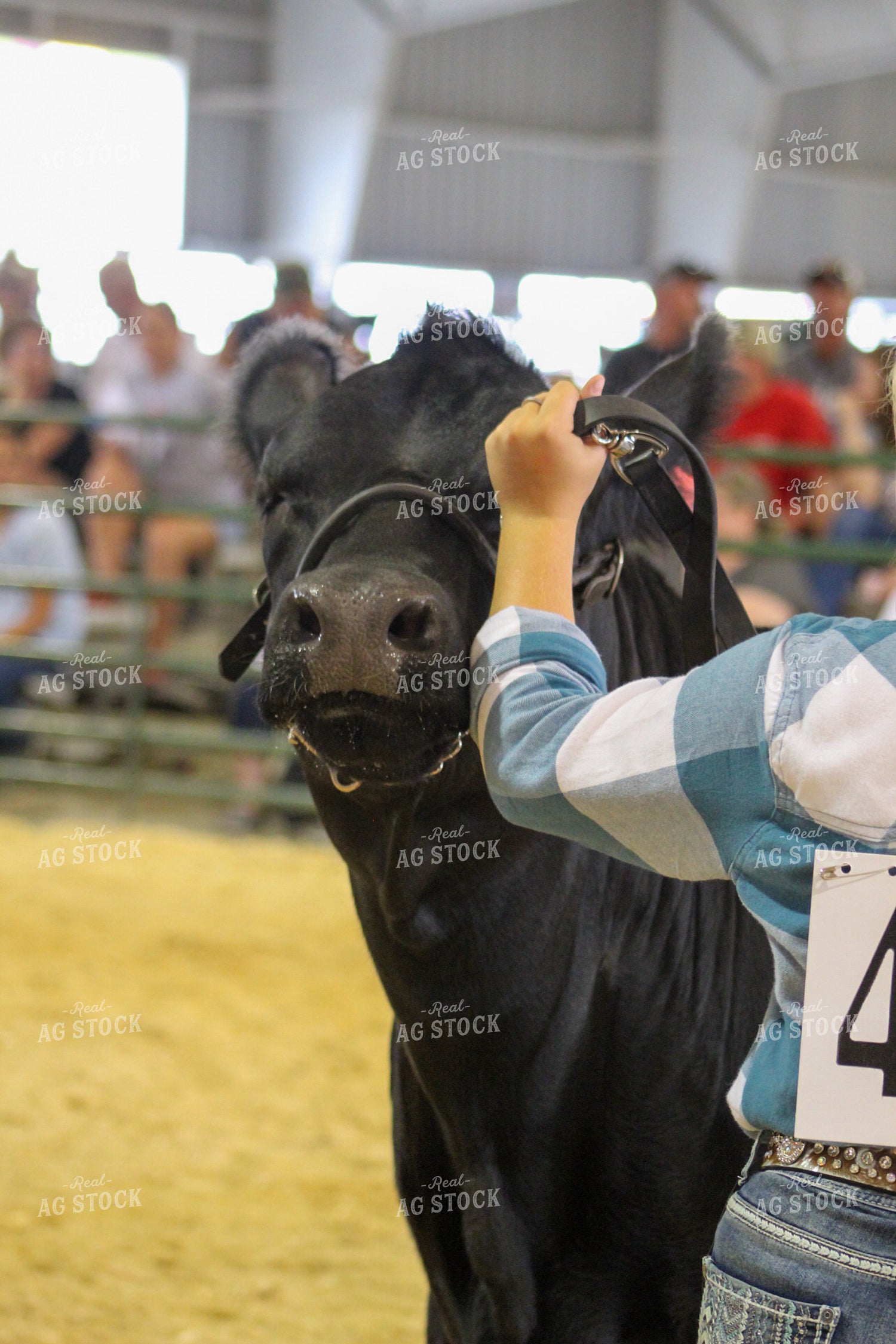 4H Show Cattle 52002