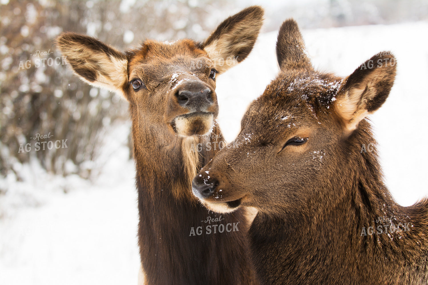 Deer 69035