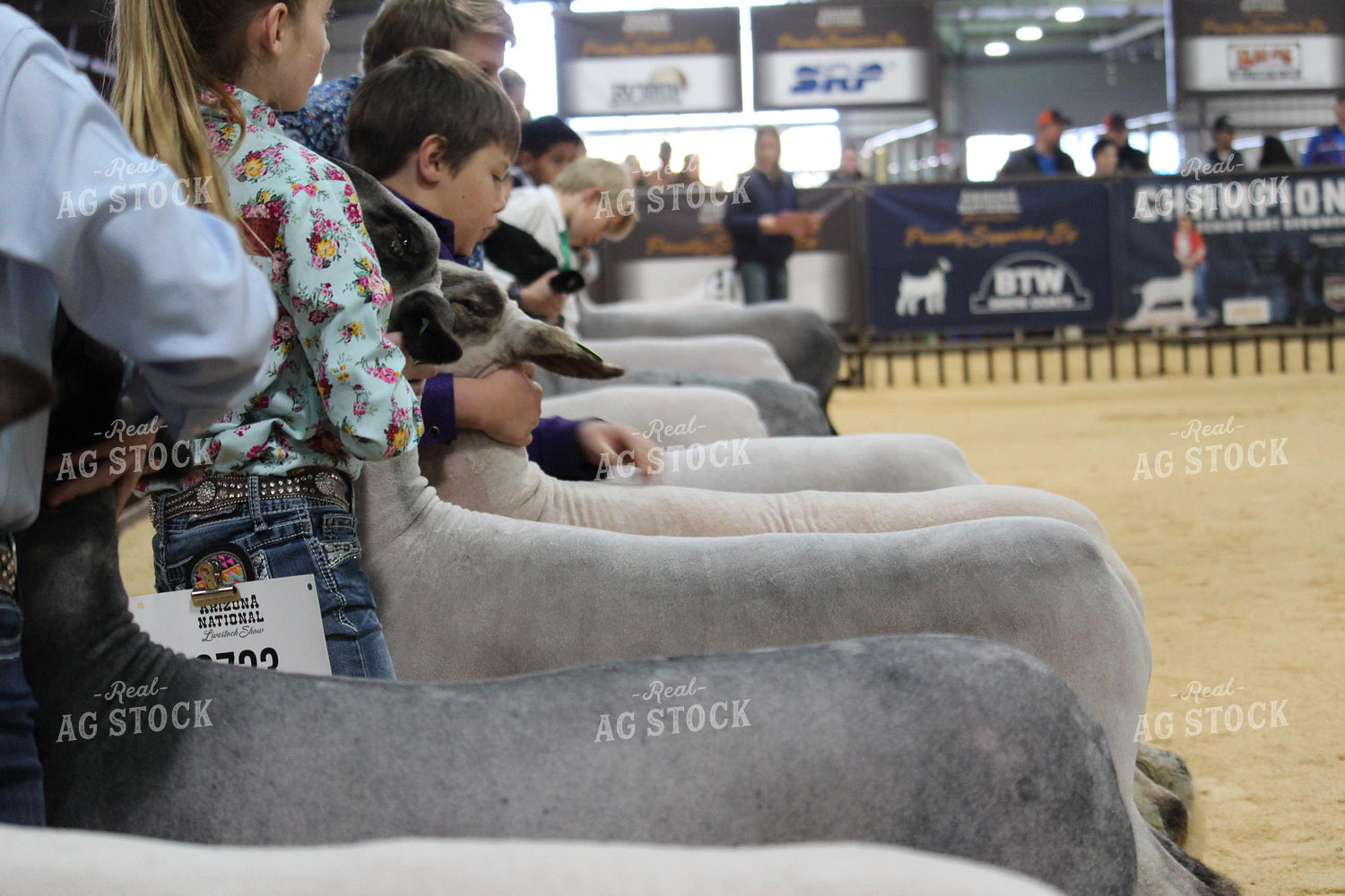 4H Sheep Show 52011