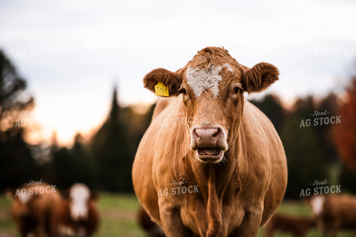 Cattle on Pasture 195003