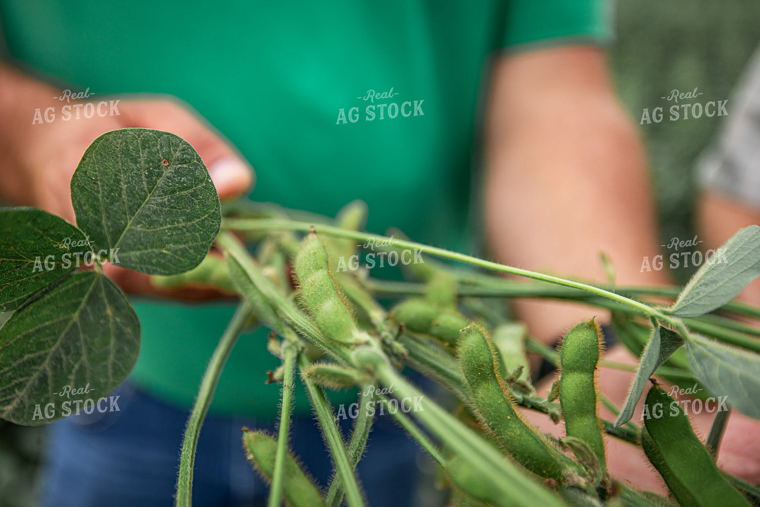 Farmer Checking Soybeans 270310