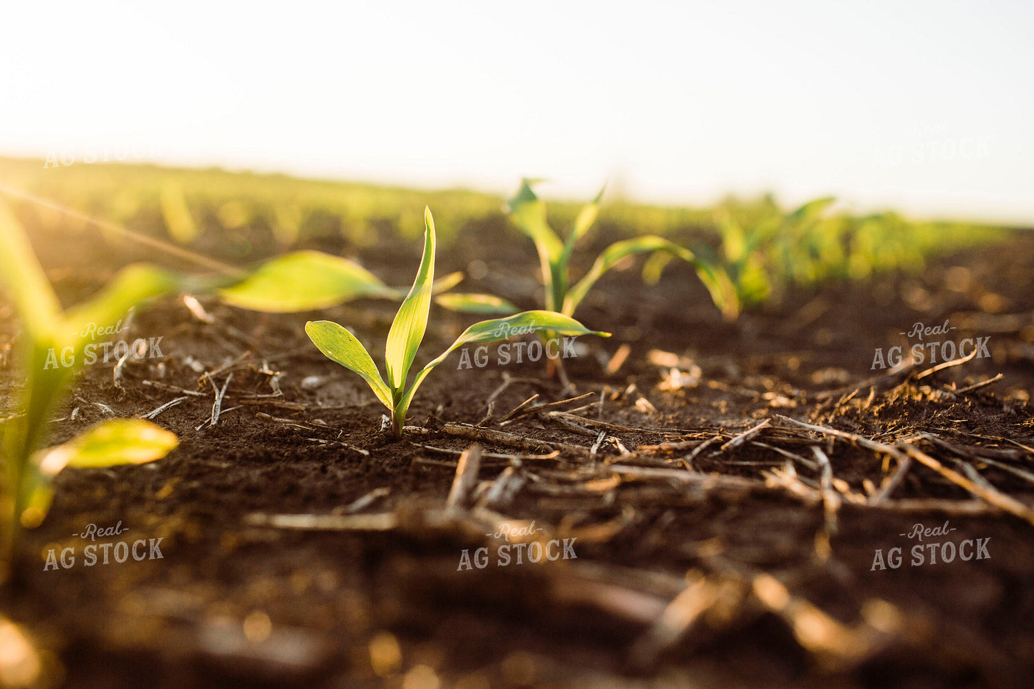Early Growth Corn 2974