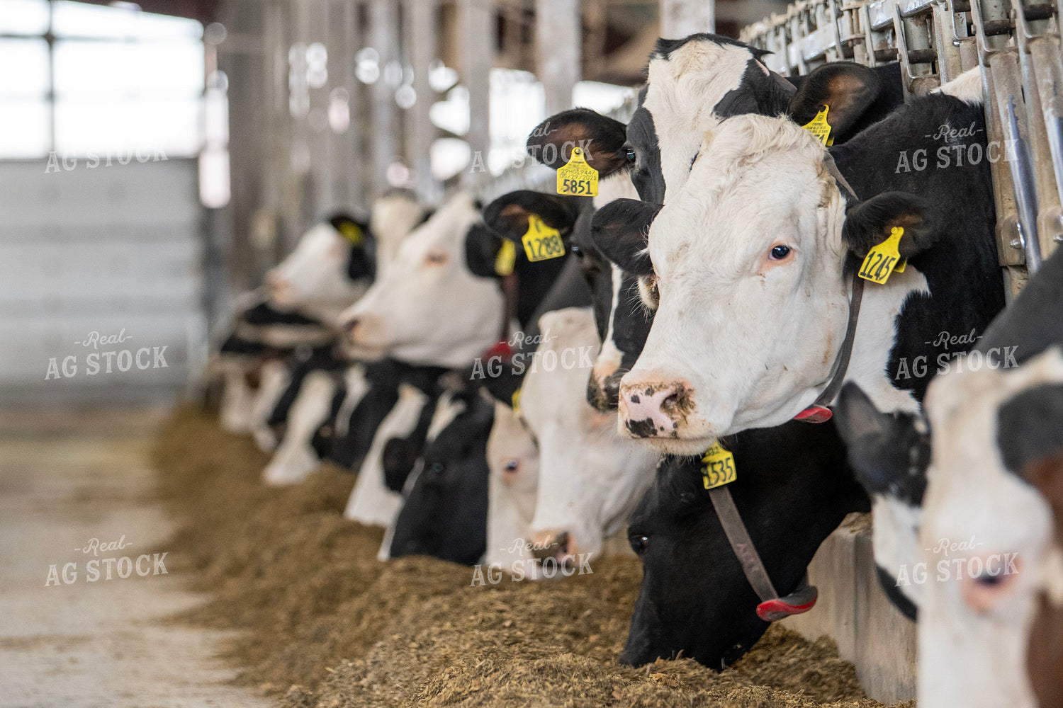 Holstein Cows Eating in Freestall Barn 271009