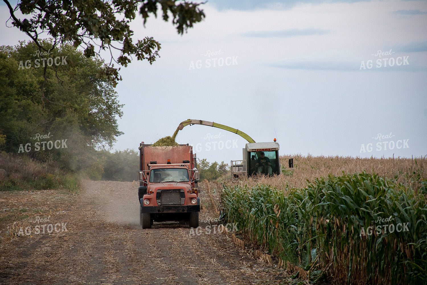 Silage Harvest 50261