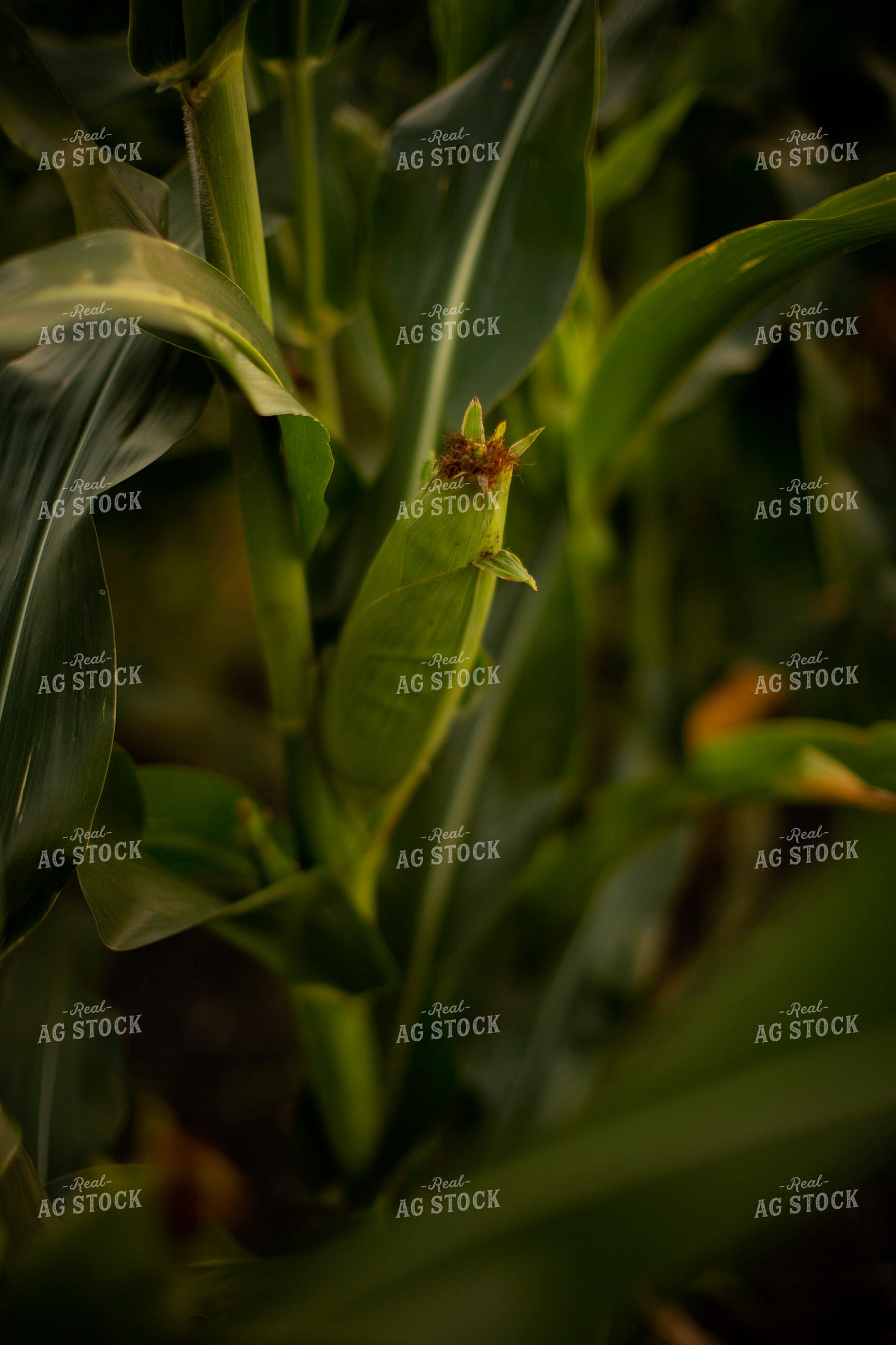 Corn - Mid-Season 2305