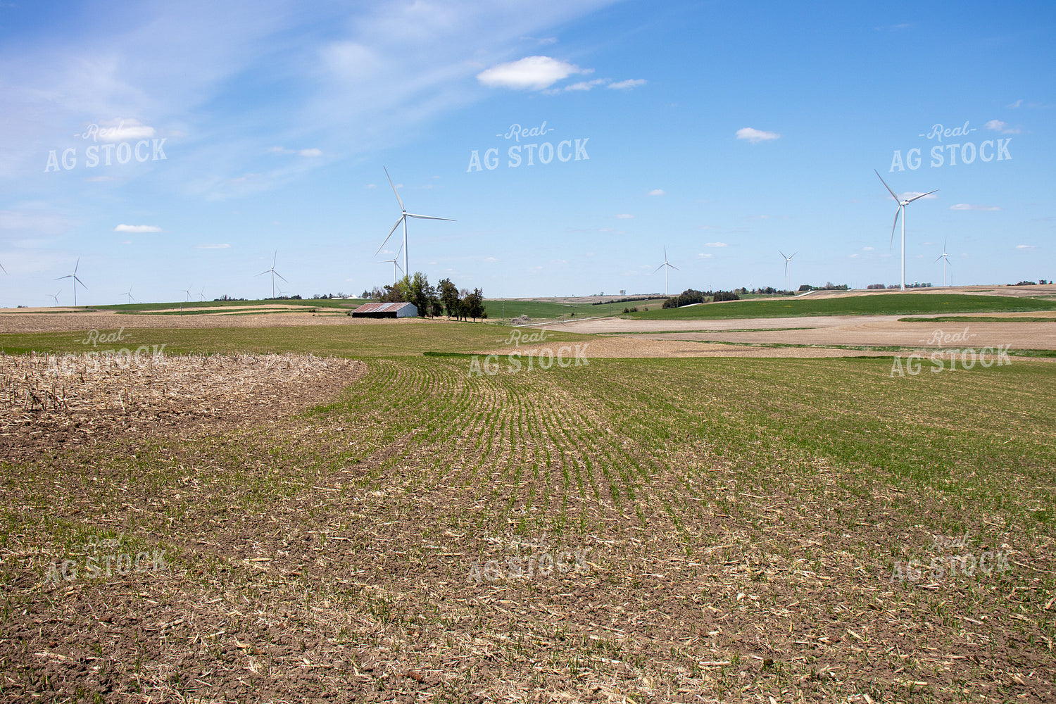 Early Wheat 67074