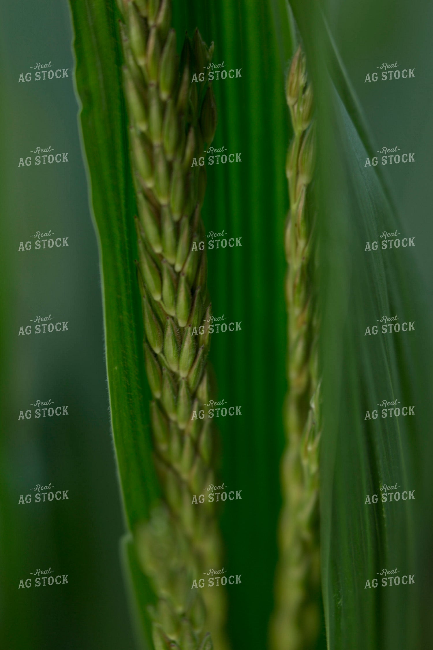 Corn - Mid-Season 1266