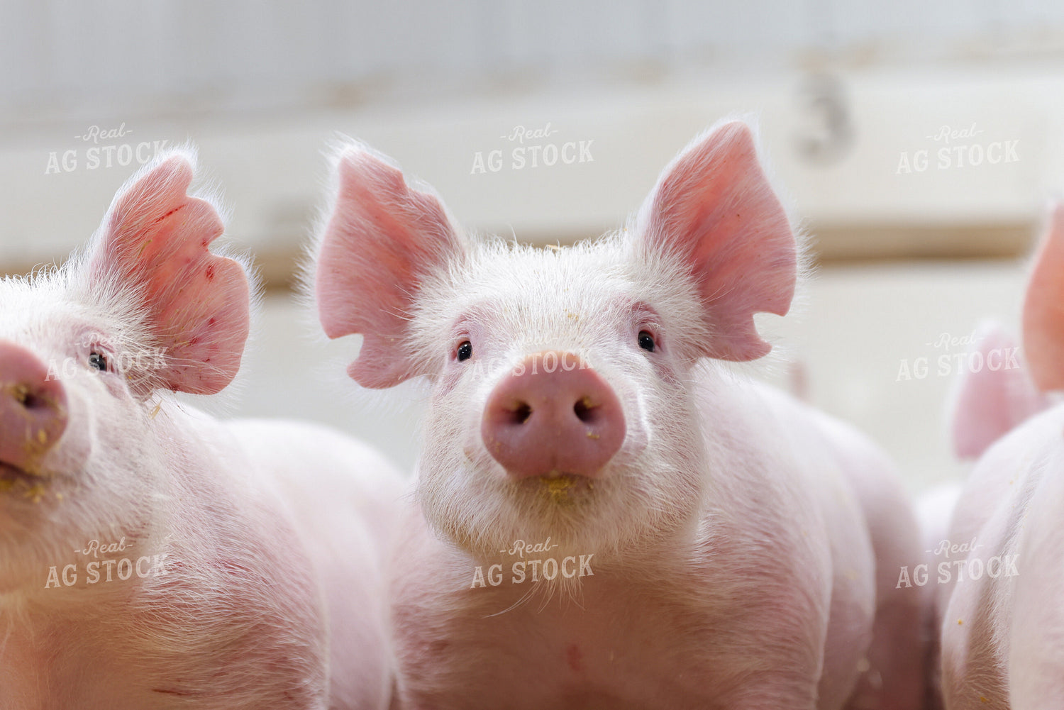 Piglets 233026