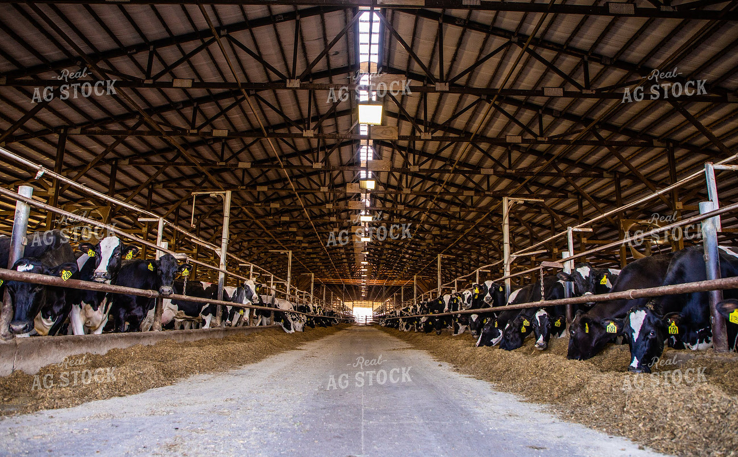 Holstein Cattle in Open Air Barn 152233