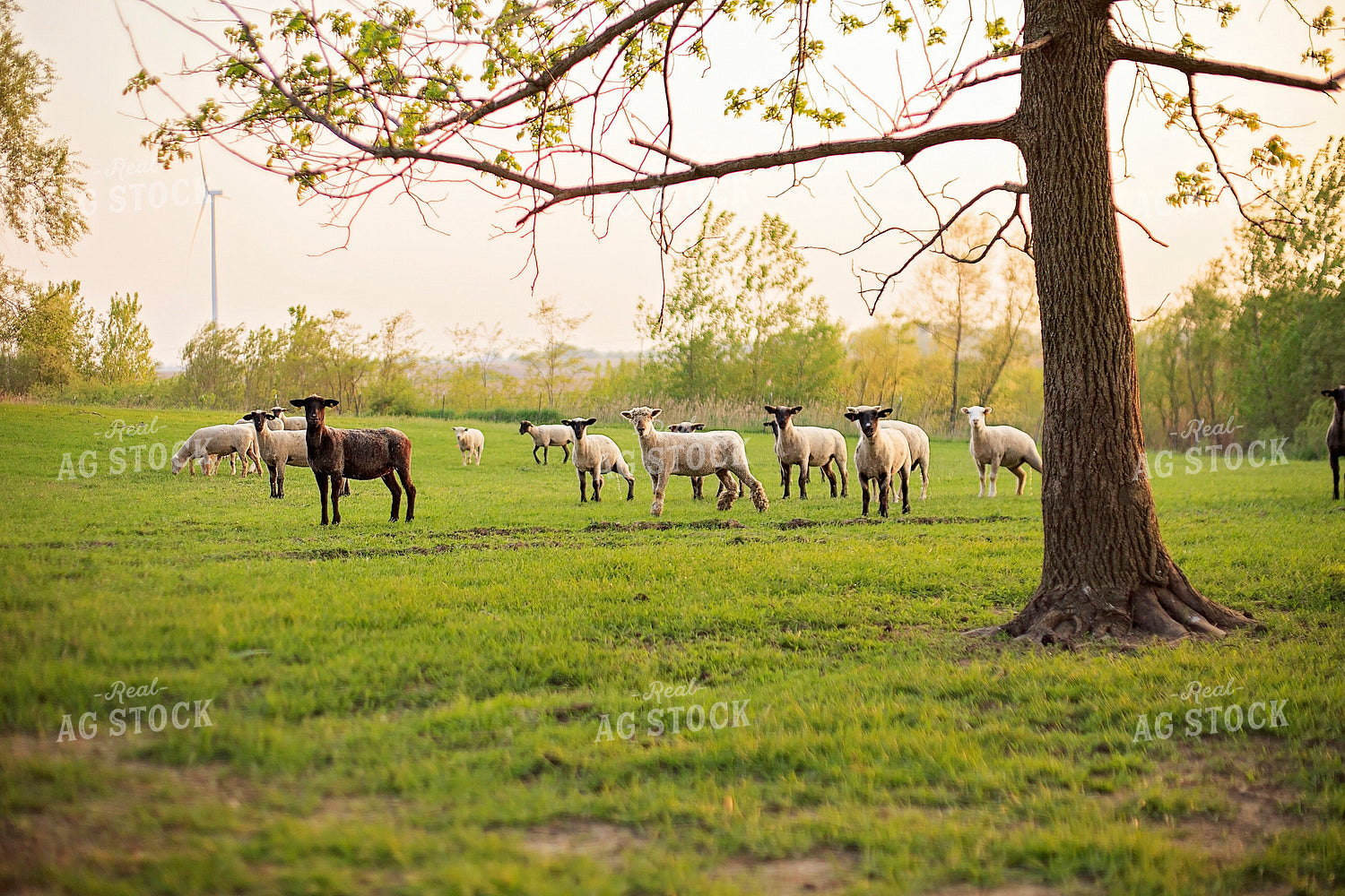 Sheep in Pasture 93161