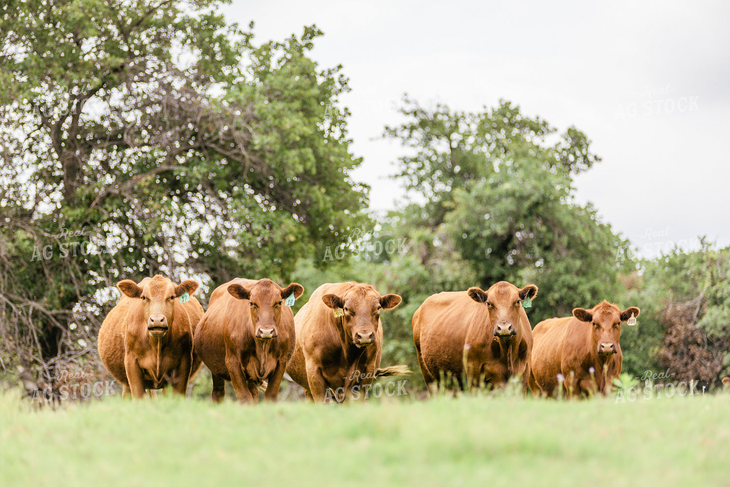 Red Angus Cattle in Pasture 131010