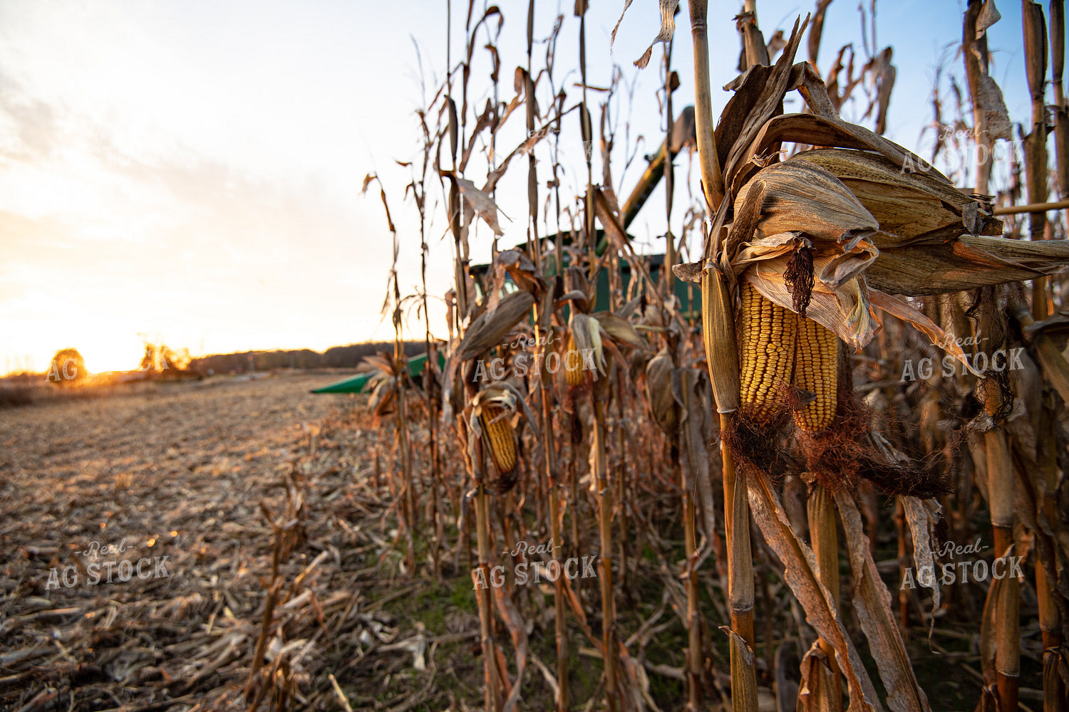 Corn Harvest 168006
