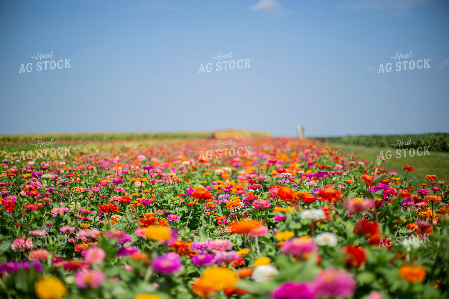 Field of Flowers 93085