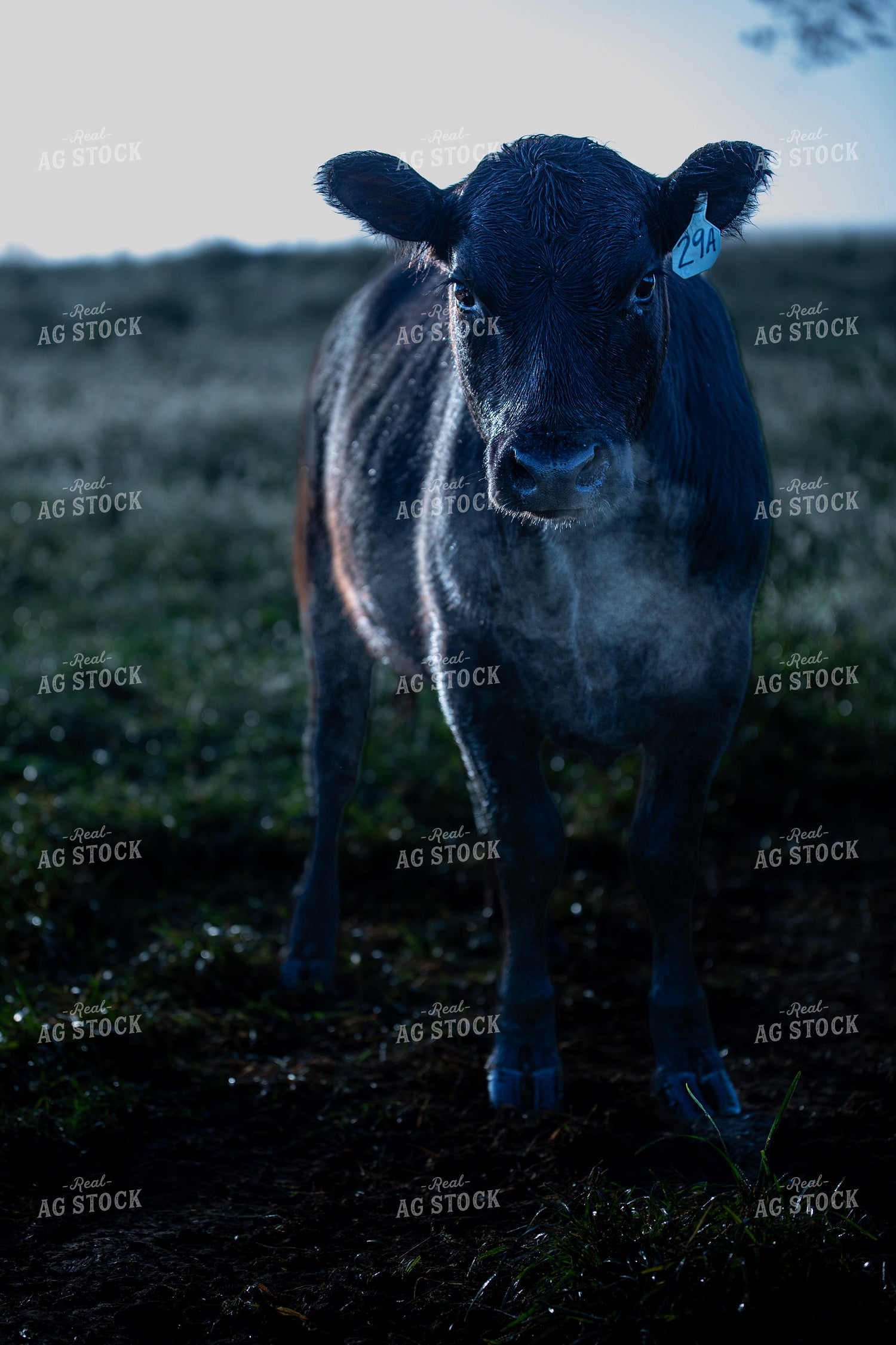 Cattle on Pasture 189009