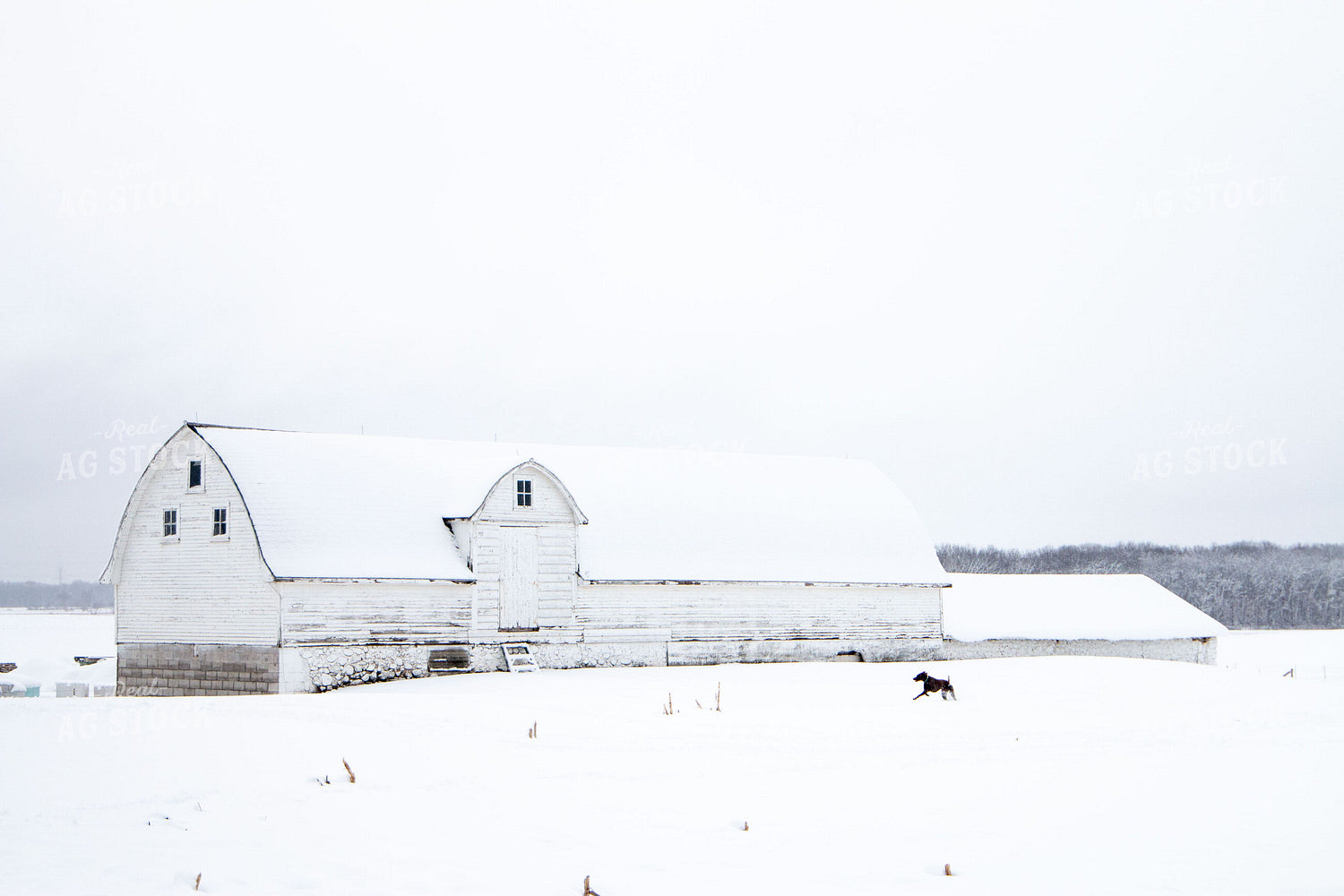 Snowy Barn 157044
