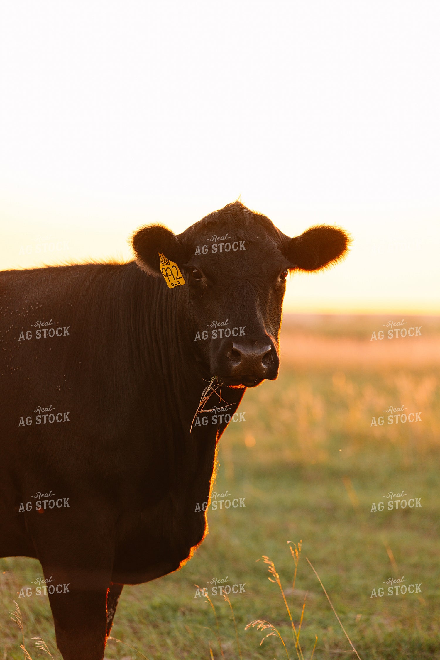 Cattle on Pasture at Sunset 68222