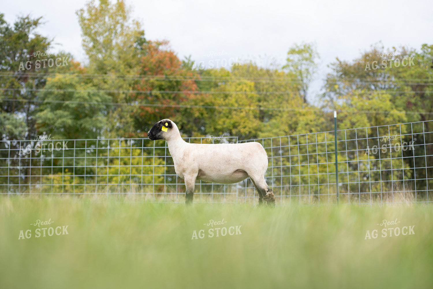 Sheep on Pasture 269027