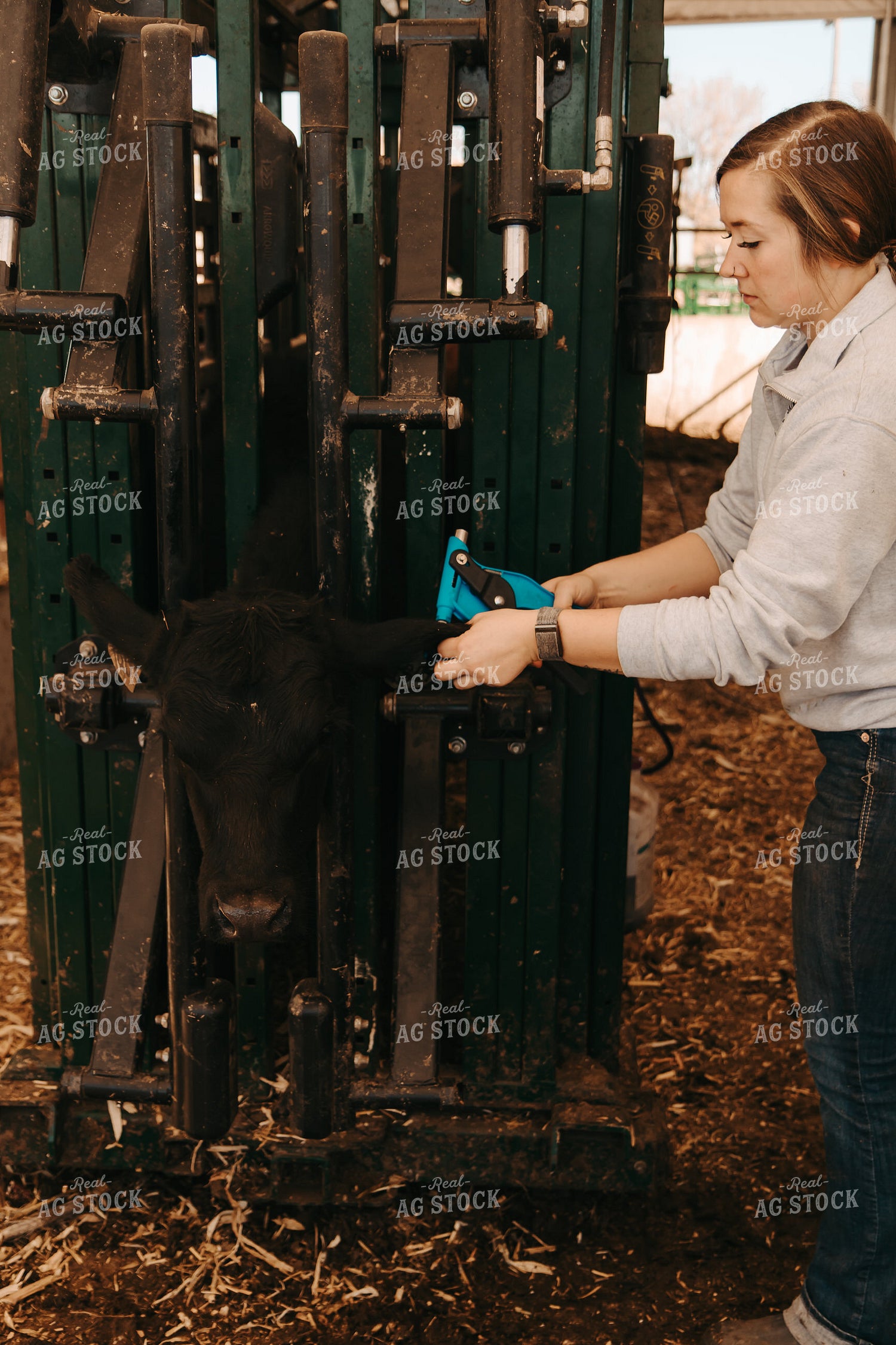 Female Farmer Tagging Cattle 67733