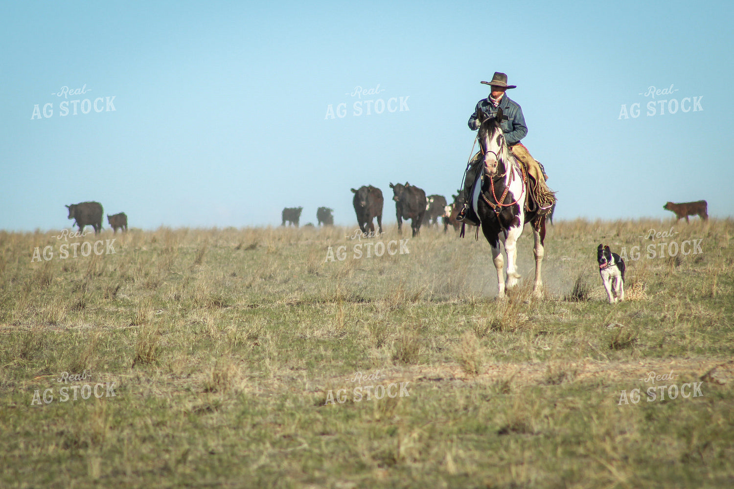 Male Rancher on Horse with Cattle 78002