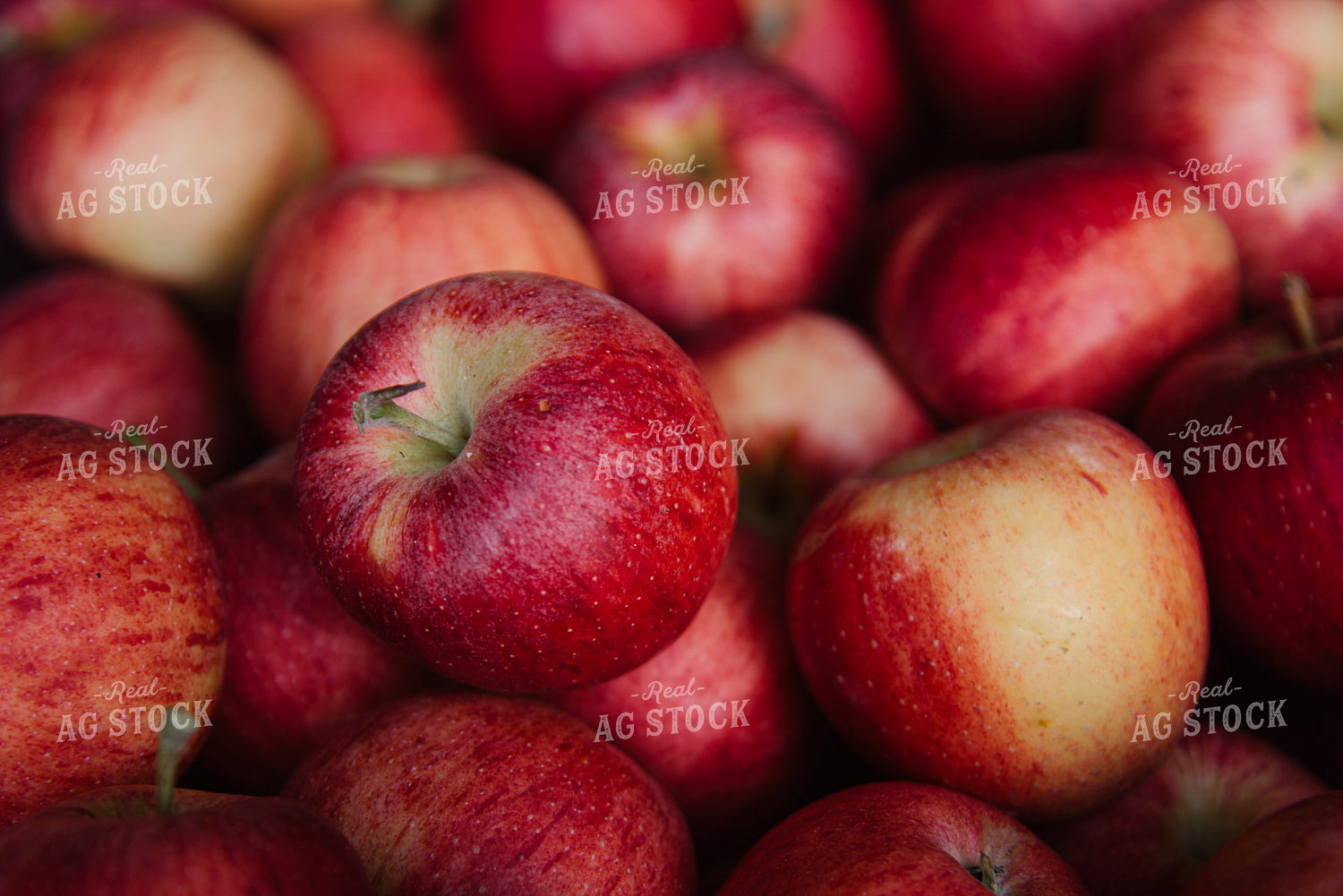 Gala Apples 137080