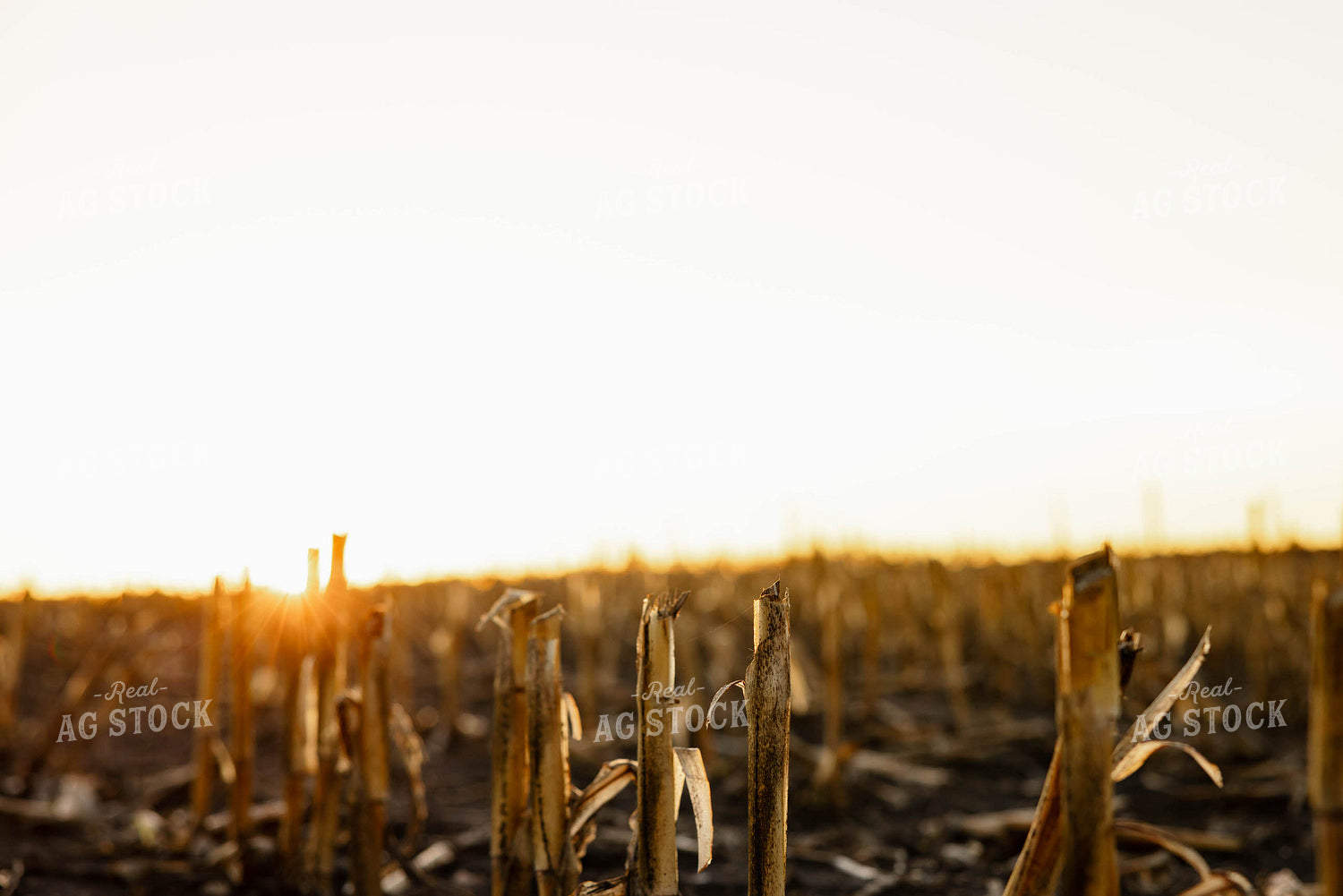 Corn Stalks 152384