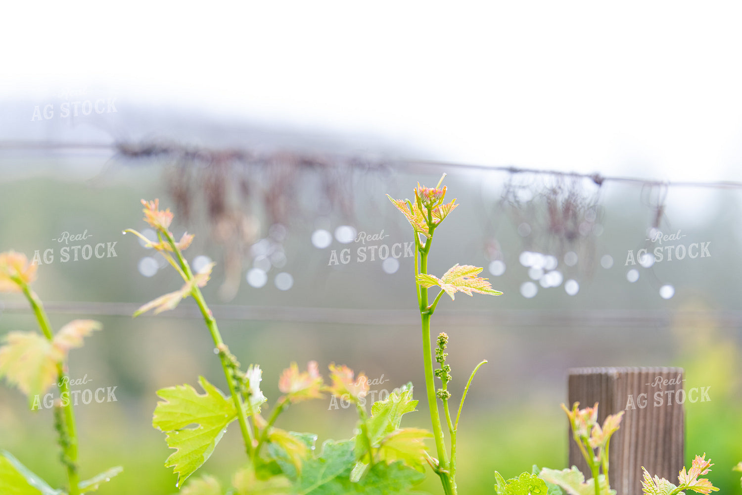 Vineyard Grape Production 107061
