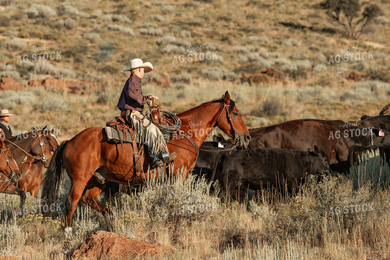 Ranch Kid Herding Cattle 188081