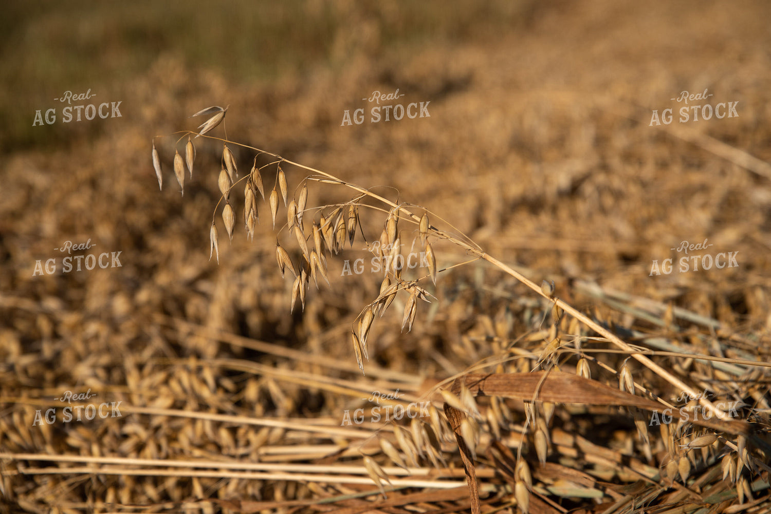 Oats in Windrow 76084
